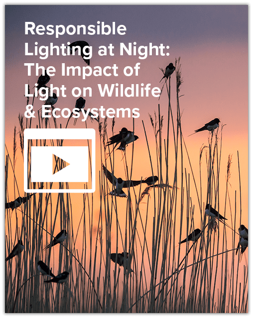 Responsible Lighting at Night: The Impact of Light on Wildlife & Ecosystems